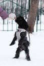 Feeding dog by ownerÃ¢â¬â¢s hand. Black Russian colored lap dog phenotype for a walk at wintertime